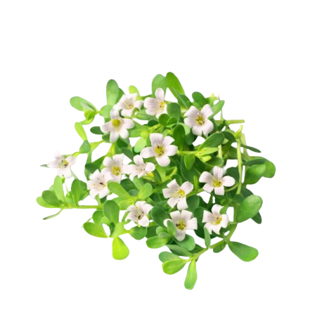 Herbal haircare ingredient